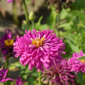 Zinnia x elegans Lilac Empress - Zinnia à fleur de cactus