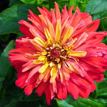 Zinnia x elegans Señora - Zinnia à fleur de cactus