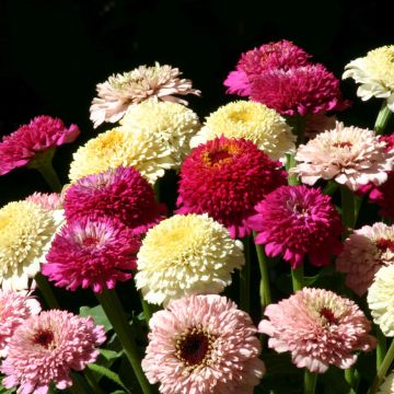 Zinnia x elegans Zinderella Fashion - Common Zinnia, Elegant Zinnia