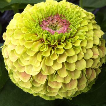 Zinnia x elegans Queen Lime with Blotch - Zinnia élégant