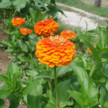 Zinnia x elegans Queen Pure Orange - Zinnia élégant