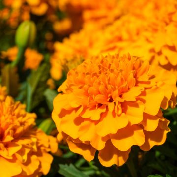 Tagetes patula Petite Orange - Rose d'Inde, Tagète rose d'Inde, Tagète érigé