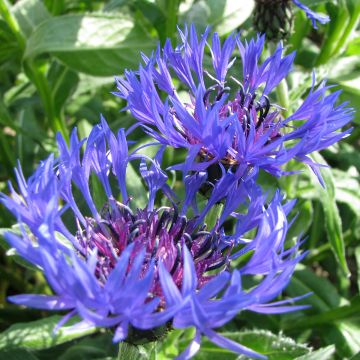 Centaurea montana (semillas) - Aciano de montaña