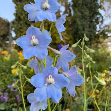 Espuela de caballero - Delphinium grandiflorum Summer Blues