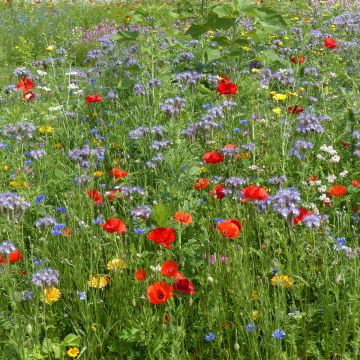 Graines Oxipoli® - Mélange de fleurs annuelles nectarifères et mellifères pour 10 m²