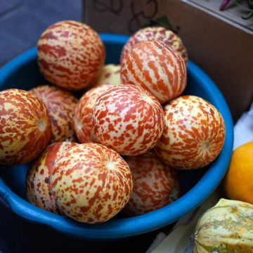 Melón Queen Anne's Pocket (semillas)
