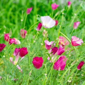 Eschscholzia californica Carmine King - Amapola de California