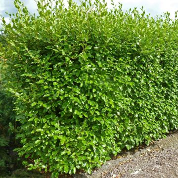 Griselinia littoralis Green Horizon - Kapuka