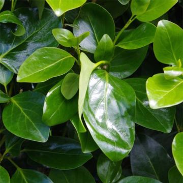 Griselinia littoralis Emerald - Kapuka
