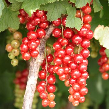 Grosella roja Jonkheer van Tets - Ribes rubrum