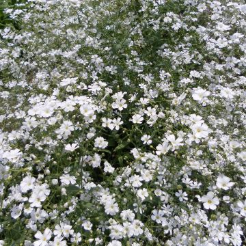 Gypsophila elegans Covent Garden - Aliento de bebé