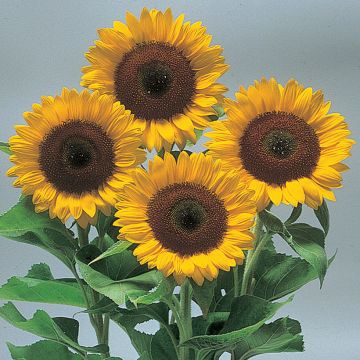Girasol Sunrich Orange F1