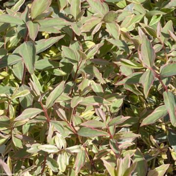 Hypericum moserianum Tricolor - Hipérico