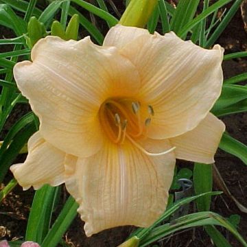 Hemerocallis Annie Welch