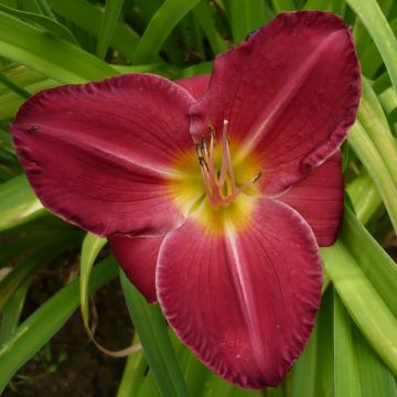 Hemerocallis Charles Johnson