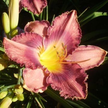Hemerocallis Chicago Knobby