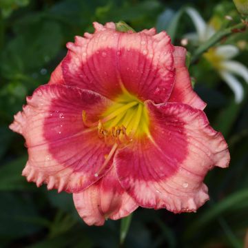 Hemerocallis Dragons Eye