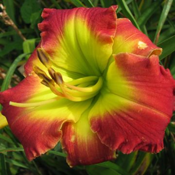 Hemerocallis Dragons King