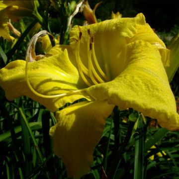 Hemerocallis Evening Bell