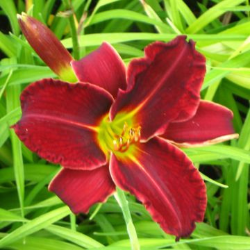 Hemerocallis Gipsy Turtle