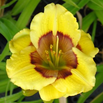 Hemerocallis Jason Salter