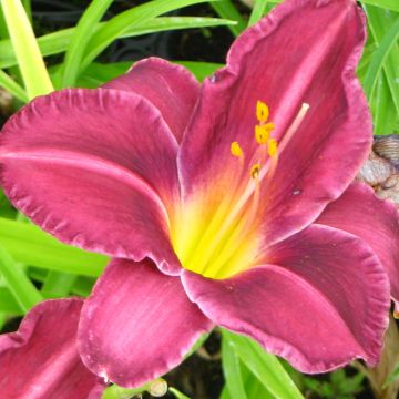Hemerocallis Olive Bailey Langdon