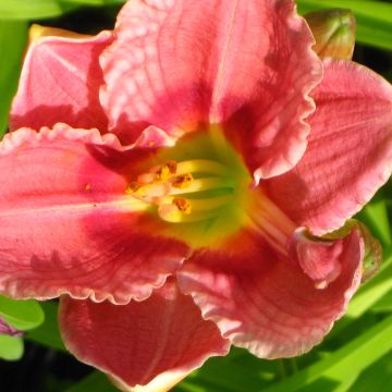 Hemerocallis Siloam Ribbon Candy