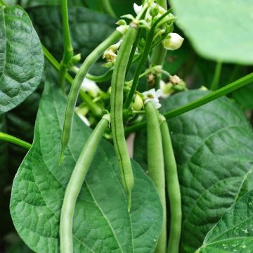 Phaseolus vulgaris Neckarkonigin - Haricot mangetout, Coco plat