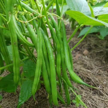 Phaseolus vulgaris Cupidon - haricot commun, haricot vert, haricot mangetout, princesse, fève turque, faséole