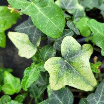 Hedera helix Frosty