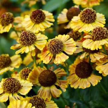 Helenium automnale Fuego