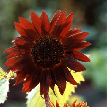 Girasol F1 Claret