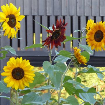 Girasol Evening Sun
