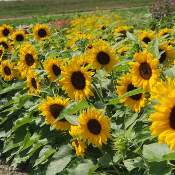 Girasol F1 Little Dorrit