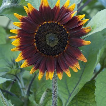 Girasol F1 Schock-o-Lat