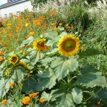 Girasol Sunspot