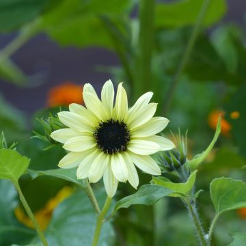 Girasol Soluna Cream