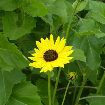 Helianthus debilis Stella