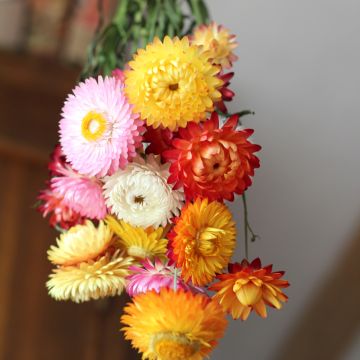 Helichrysum bracteatum monstrosum - Bráctea