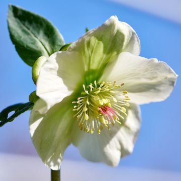 Eléboro oriental ViV Bianca