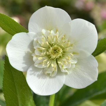 Eléboro oriental ViV Cinzia
