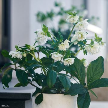 Eléboro oriental ViV Gianina
