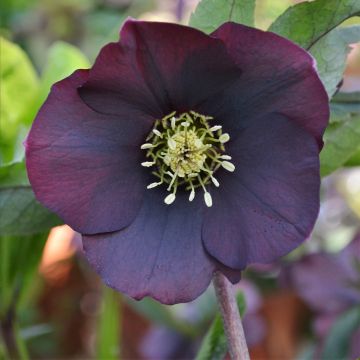 Eléboro oriental ViV Halina
