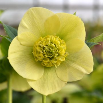 Eléboro oriental ViV Lucrezia