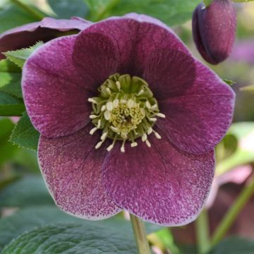 Eléboro oriental ViV Patrizia