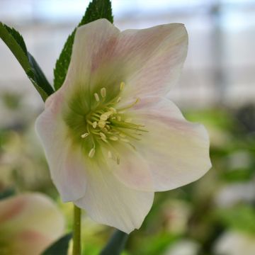 Eléboro oriental ViV Rosa