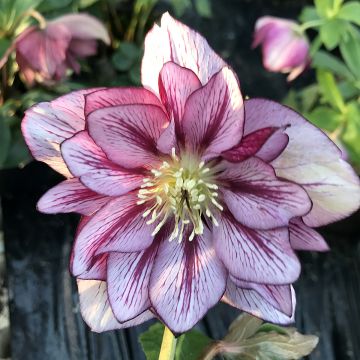 Eléboro oriental ViV Suzanna