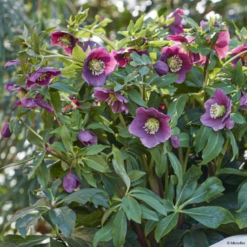 Eléboro oriental ViV Valentina
