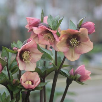 Eléboro oriental Peach with Dark Center