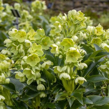 Eléboro de Córcega - Helleborus argutifolius